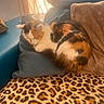 cat, calico_cat, sleeping, cushion, blue_cushion, leopard_print, blanket, furniture, indoor, sunlight, window, cozy, resting, pet, animal, fur, whiskers, tail, home, relaxation