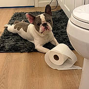 Pierre is registered to the contest to win money with this photo: animal, bathroom, cabinet, curious, cute, dog, domestic, door, floor, french_bulldog, indoor, looking, mischievous, pet, playful, resting, rug, toilet_paper, white, wood_floor