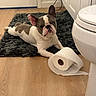 animal, bathroom, cabinet, curious, cute, dog, domestic, door, floor, french_bulldog, indoor, looking, mischievous, pet, playful, resting, rug, toilet_paper, white, wood_floor
