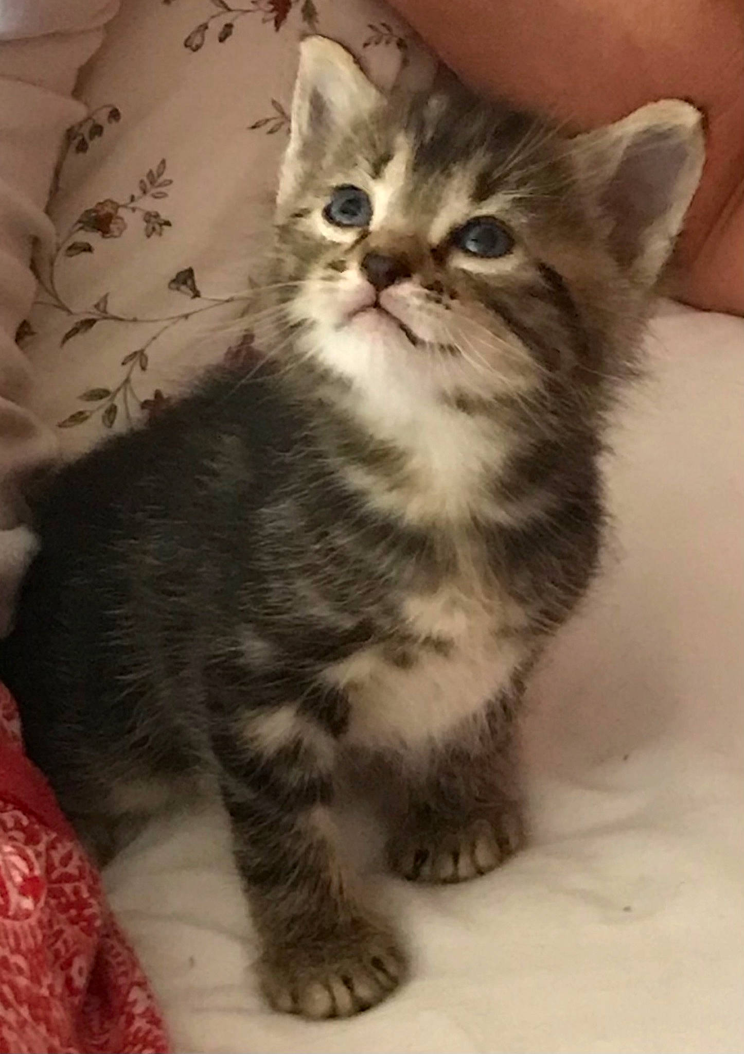 Sorbet a rejoint le concours — aidez-le/la à gagner de superbes lots ! carnivore, cat, claw, domestic_short_haired_cat, felidae, fur, iris, paw, small_to_medium_sized_cats, snout, tail, terrestrial_animal, whiskers