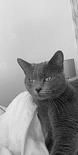 Jess is registered to the contest to win money with this photo: carnivore, cat, domestic_short_haired_cat, ear, felidae, fur, grey, iris, monochrome, monochrome_photography, russian_blue, small_to_medium_sized_cats, snout, whiskers