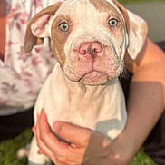 Atlas participe au concours pour gagner de l'argent avec cette photo : animal, brown_patch, calm, close_up, cute, dog, floral_clothing, grass, greenery, hand, holding, light_eyes, outdoor, person, pet, portrait, puppy, sunlight, white_fur, young