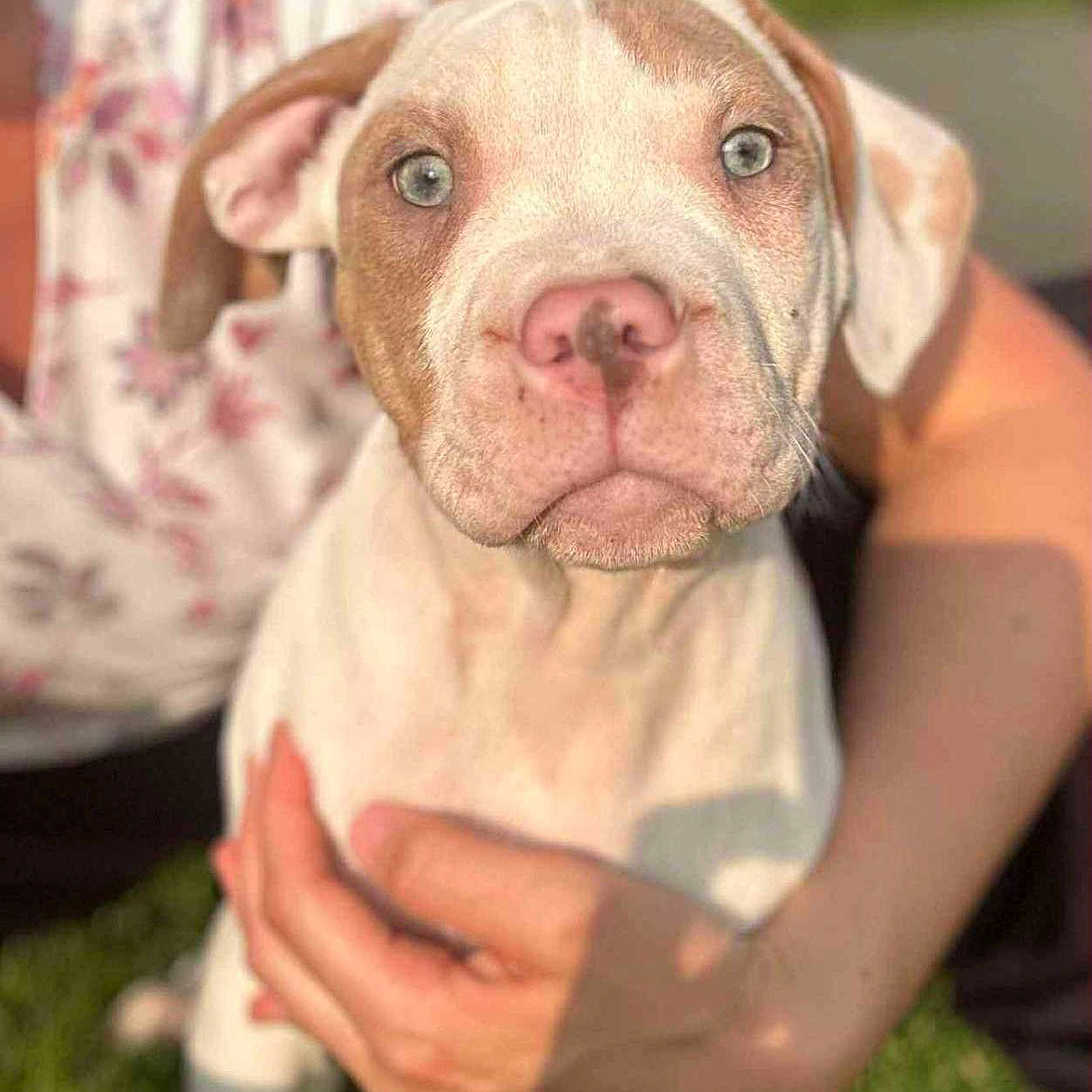 Atlas participe au concours pour gagner de l'argent avec cette photo : animal, brown_patch, calm, close_up, cute, dog, floral_clothing, grass, greenery, hand, holding, light_eyes, outdoor, person, pet, portrait, puppy, sunlight, white_fur, young