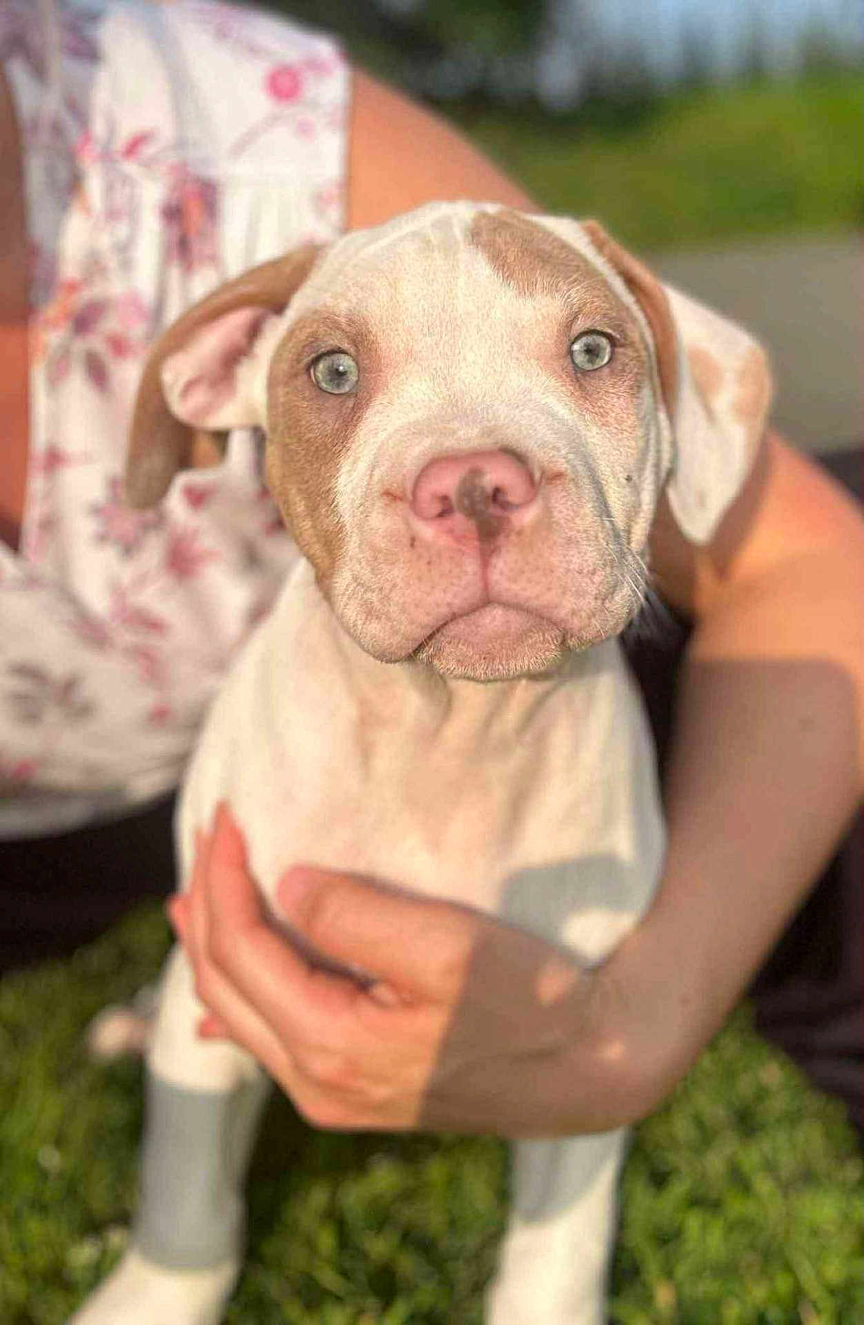 Atlas