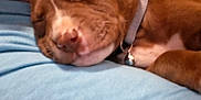 Copper joined the competition — help win amazing prizes! animal, blue, brown, calm, closeup, collar, comfort, cozy, cute, dog, face, indoor, nap, person, pet, puppy, resting, shirt, sleeping, young