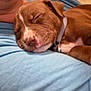 Copper joined the competition — help win amazing prizes! puppy, dog, sleeping, brown, collar, person, shirt, blue, closeup, nap, resting, indoor, comfort, pet, cute, young, animal, face, calm, cozy