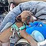 puppy, dog, sleeping, plush_toy, blanket, car_interior, seat, foot, toenails, harness, leash, brown_fur, white_paw, resting, cute, pet, cozy, relaxed, soft_toy, closeup