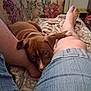 puppy, dog, person, leg, foot, denim_shorts, couch, blanket, indoor, fan, floral_pattern, living_room, relaxing, brown_dog, pet, comfort, casual, home, resting, cozy