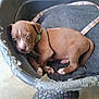 Copper joined the competition — help win amazing prizes! puppy, brown, sleepy, dog, pet, young, animal, collar, plastic_wagon, blanket, indoors, tired, cute, small, fur, paw, resting, domestic_animal, wheel, closeup