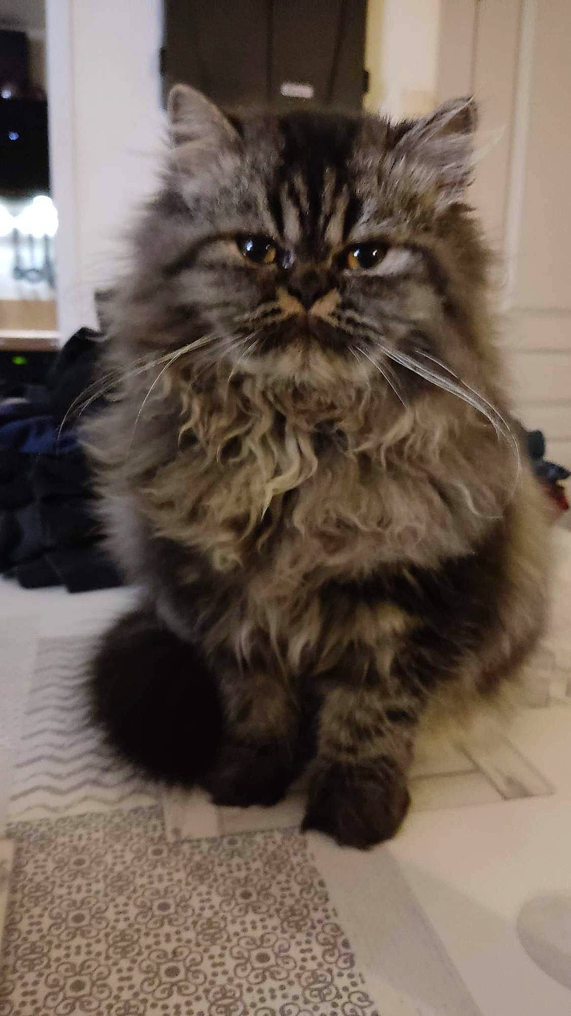 Harley participe au concours pour gagner de l'argent avec cette photo : box, british_longhair, carnivore, cat, claw, felidae, flooring, fur, maine_coon, paw, persian, siberian, small_to_medium_sized_cats, snout, tail, terrestrial_animal, whiskers