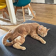 Nougat participe au concours pour gagner de l'argent avec cette photo : cat, sleeping, ginger_cat, indoor, ottoman, furniture, wooden_floor, chair, colorful_chair, yellow_chair, blue_chair, carpet, modern_interior, relaxation, pet, cozy, collar, home, domestic_animal, rest