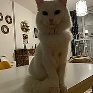 Flocon a rejoint le concours — aidez-le/la à gagner de superbes lots ! cat, white_cat, fluffy, table, indoor, furniture, lamp, mirror, decor, sitting, pet, animal, cozy, home, curtains, window, soft_lighting, feline, calm, quiet