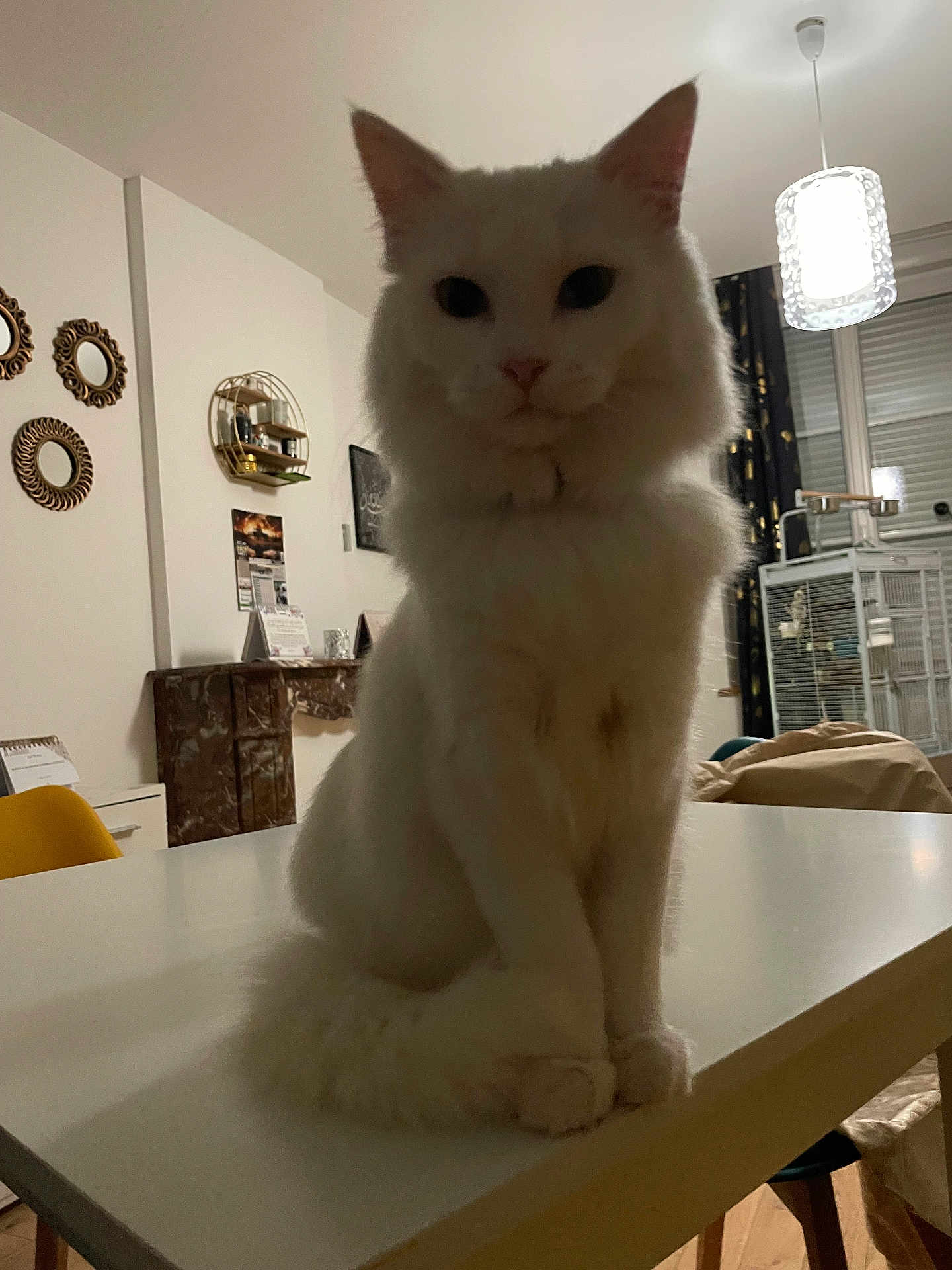 Flocon a rejoint le concours — aidez-le/la à gagner de superbes lots ! cat, white_cat, fluffy, table, indoor, furniture, lamp, mirror, decor, sitting, pet, animal, cozy, home, curtains, window, soft_lighting, feline, calm, quiet