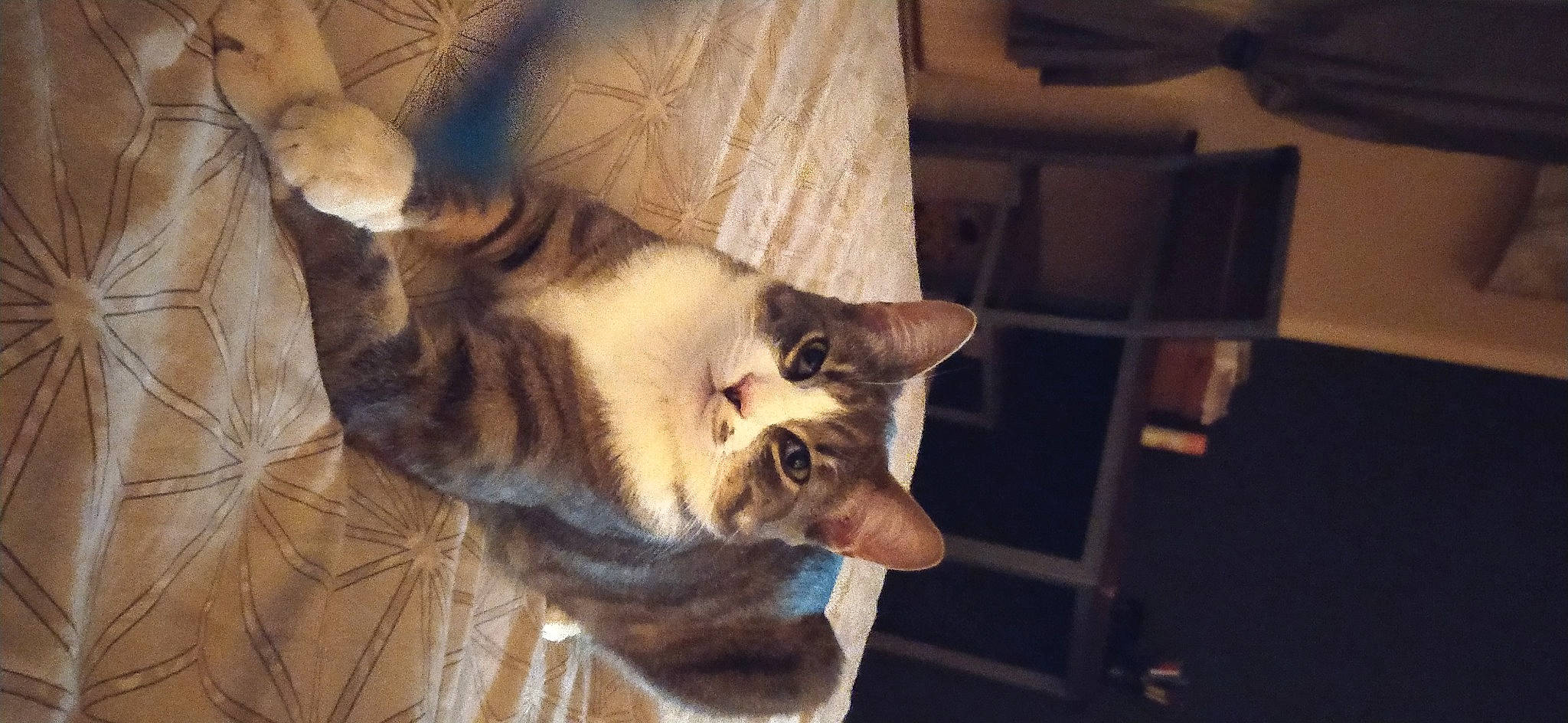 Flocky participe au concours pour gagner de l'argent avec cette photo : balinese, canidae, carnivore, cat, claw, comfort, dog_breed, domestic_short_haired_cat, fawn, felidae, fur, paw, small_to_medium_sized_cats, snout, tail, thai, whiskers, wildlife, wood