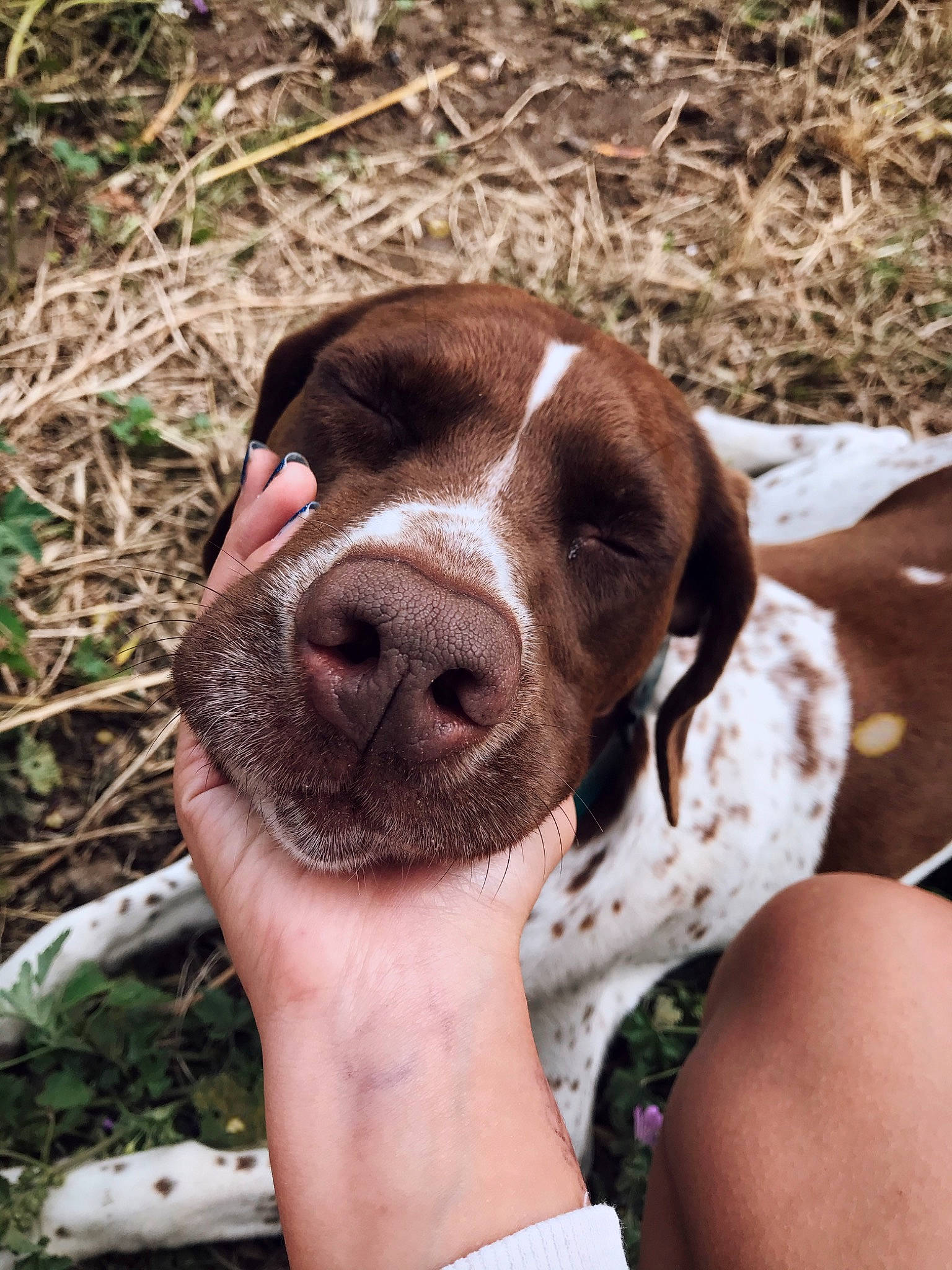 Mignonne participe au concours pour gagner de l'argent avec cette photo : braque_dauvergne, braque_francais, braque_saint_germain, canidae, carnivore, dog, dog_breed, german_longhaired_pointer, german_shorthaired_pointer, hunting_dog, mammal, old_danish_pointer, pachon_navarro, pointer, pointing_breed, portuguese_pointer, rare_breed_dog, snout, sporting_group, vertebrate