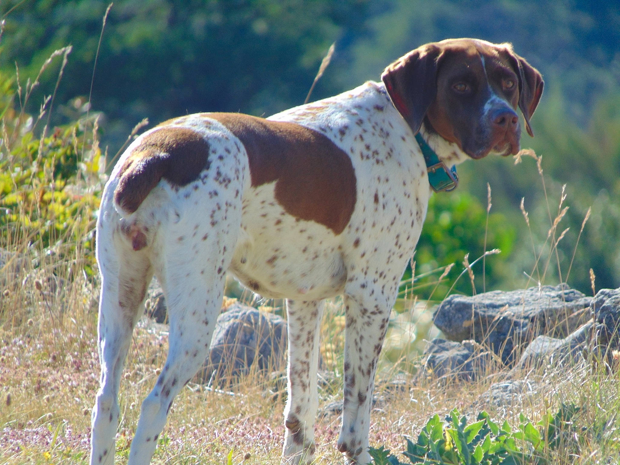Mignonne participe au concours pour gagner de l'argent avec cette photo : ariege_pointer, braque_du_bourbonnais, braque_francais, braque_saint_germain, canidae, carnivore, dog, dog_breed, hunting_dog, mammal, old_danish_pointer, pachon_navarro, pointer, pointing_breed, rare_breed_dog, sporting_group, vertebrate