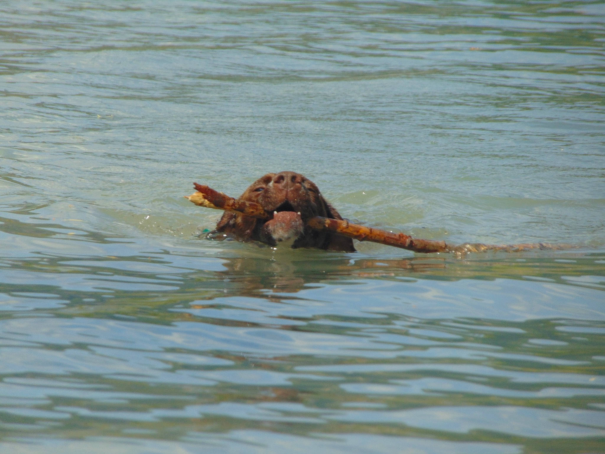 Mignonne participe au concours pour gagner de l'argent avec cette photo : canidae, carnivore, dog, dog_breed, irish_setter, retriever, setter, sporting_group, water