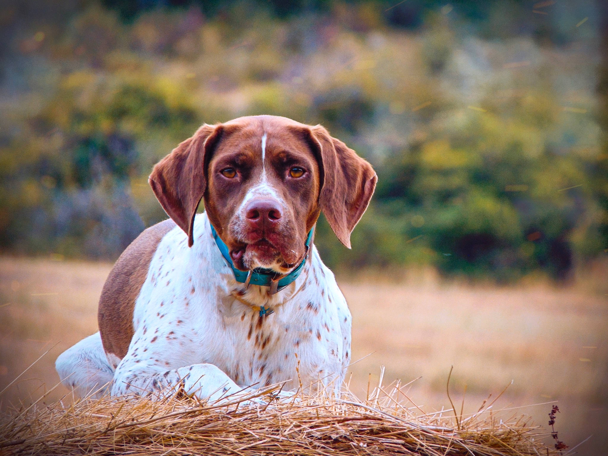 Mignonne a rejoint le concours — aidez-le/la à gagner de superbes lots ! ariege_pointer, braque_du_bourbonnais, braque_francais, braque_saint_germain, brittany, canidae, carnivore, dog, dog_breed, german_shorthaired_pointer, hunting_dog, liver, mammal, old_danish_pointer, pachon_navarro, pointer, pointing_breed, rare_breed_dog, sporting_group, vertebrate