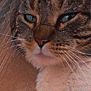 Beans joined the competition — help win amazing prizes! cat, tabby_cat, close_up, face, fur, whiskers, blue_eyes, pet, animal, texture, fabric_background, portrait, indoor, mammal, cute, feline, soft_lighting, warm_tone, detailed, cozy