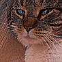 cat, tabby_cat, close_up, face, fur, whiskers, blue_eyes, pet, animal, texture, fabric_background, portrait, indoor, mammal, cute, feline, soft_lighting, warm_tone, detailed, cozy