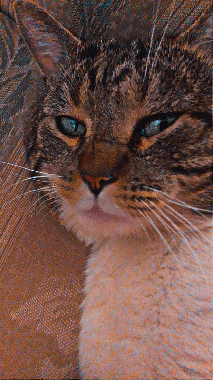 Beans joined the competition — help win amazing prizes! cat, tabby_cat, close_up, face, fur, whiskers, blue_eyes, pet, animal, texture, fabric_background, portrait, indoor, mammal, cute, feline, soft_lighting, warm_tone, detailed, cozy