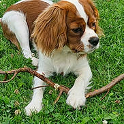 Verdi participe au concours pour gagner de l'argent avec cette photo : dog, brown_and_white, grass, outdoor, stick, pet, canine, nature, animal, playing, fur, ears, snout, paws, relaxed, greenery, summer, daylight, field, cute