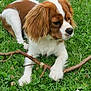 dog, brown_and_white, grass, outdoor, stick, pet, canine, nature, animal, playing, fur, ears, snout, paws, relaxed, greenery, summer, daylight, field, cute