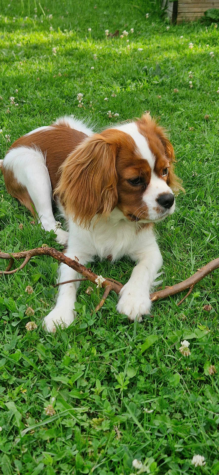 Verdi participe au concours pour gagner de l'argent avec cette photo : dog, brown_and_white, grass, outdoor, stick, pet, canine, nature, animal, playing, fur, ears, snout, paws, relaxed, greenery, summer, daylight, field, cute