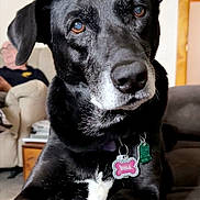 Nola joined the competition — help win amazing prizes! dog, black_dog, pet, collar, tags, indoor, couch, person, blurred_background, close_up, animal, face, ears, eyes, snout, fur, relaxed, home, furniture, companion