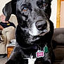 dog, black_dog, pet, collar, tags, indoor, couch, person, blurred_background, close_up, animal, face, ears, eyes, snout, fur, relaxed, home, furniture, companion