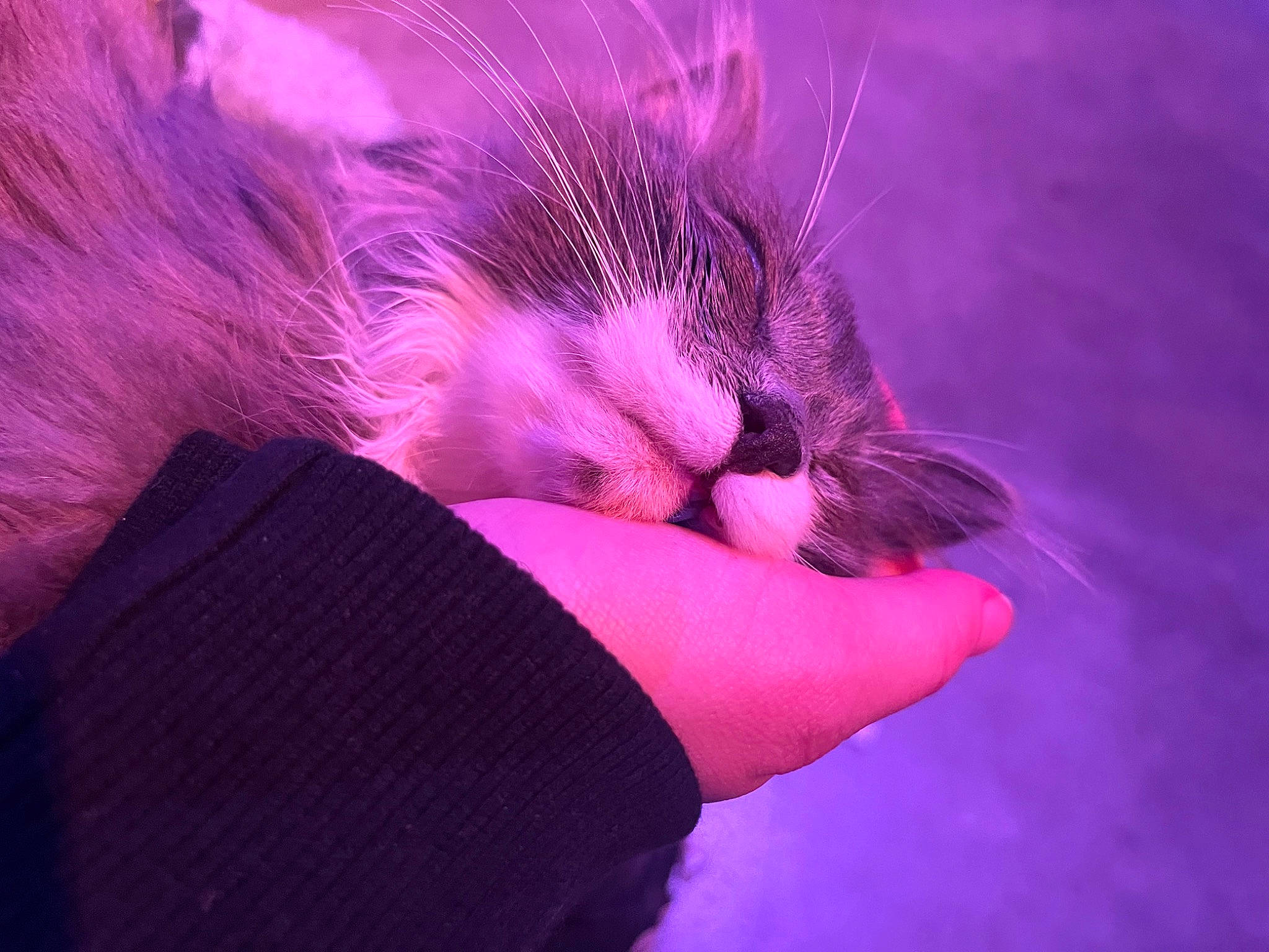 Greg is registered to the contest to win money with this photo: carnivore, cat, comfort, electric_blue, eye, eyelash, fawn, felidae, gesture, hair, hand, head, magenta, paw, purple, small_to_medium_sized_cats, snout, tail, violet, whiskers