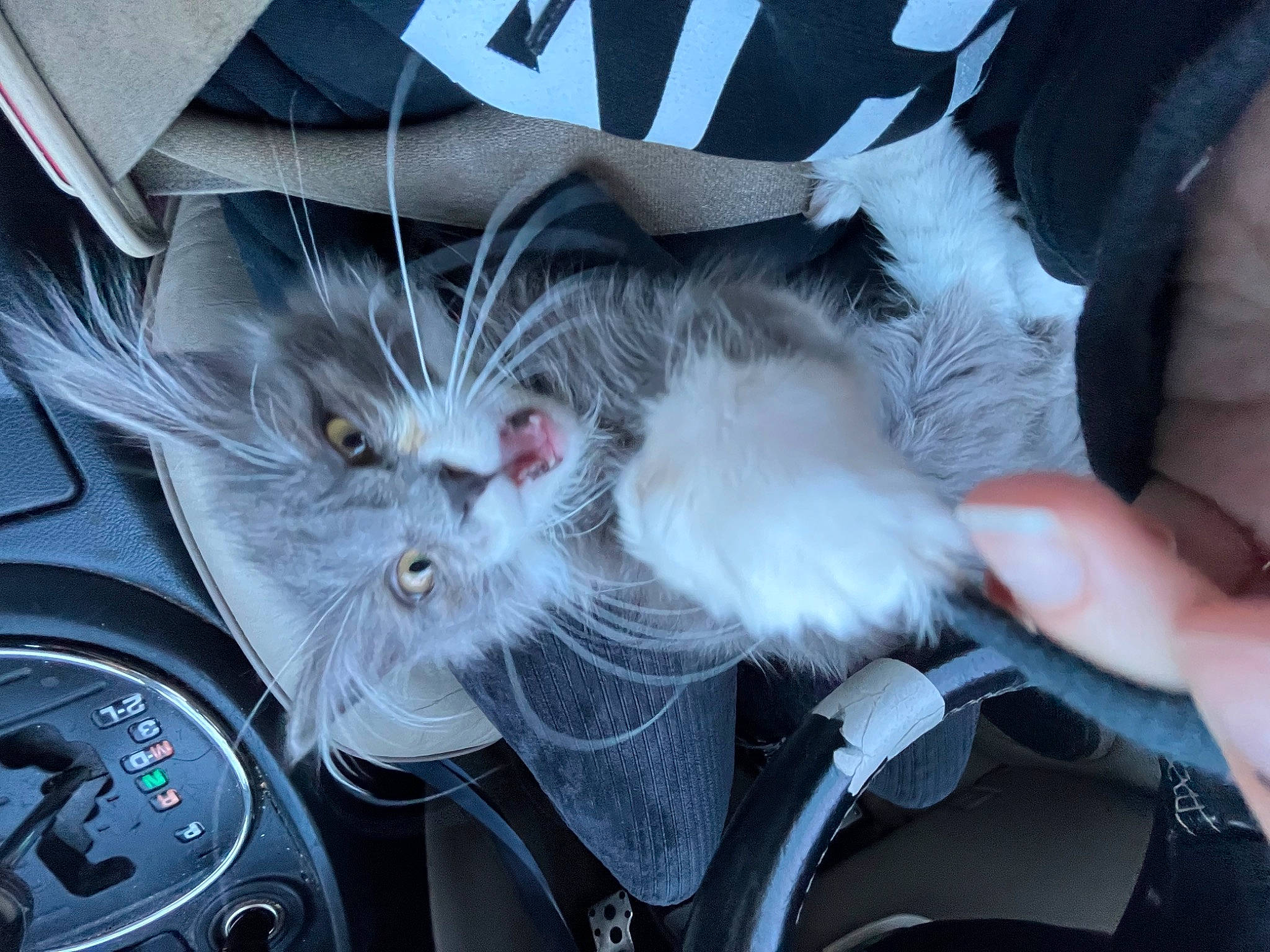 Greg is registered to the contest to win money with this photo: automotive_window_part, carnivore, cat, claw, domestic_short_haired_cat, felidae, fur, gesture, mid_size_car, motor_vehicle, nail, paw, personal_luxury_car, rim, small_to_medium_sized_cats, snout, steering_wheel, tie, whiskers, windshield