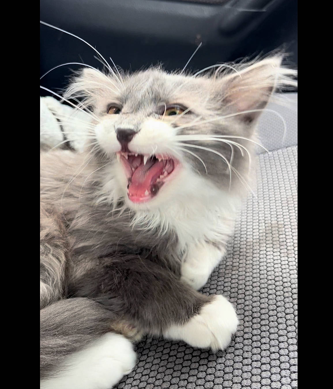 Greg is registered to the contest to win money with this photo: carnivore, cat, claw, domestic_short_haired_cat, fang, felidae, fur, jaw, paw, photo_caption, small_to_medium_sized_cats, snout, terrestrial_animal, whiskers, window, yawn