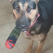 Nala joined the competition — help win amazing prizes! animal, black, brown, canine, chew_toy, closeup, collar, dog, domestic, ears, floor, fur, german_shepherd, indoor, looking, mouth, pet, playful, standing, toy
