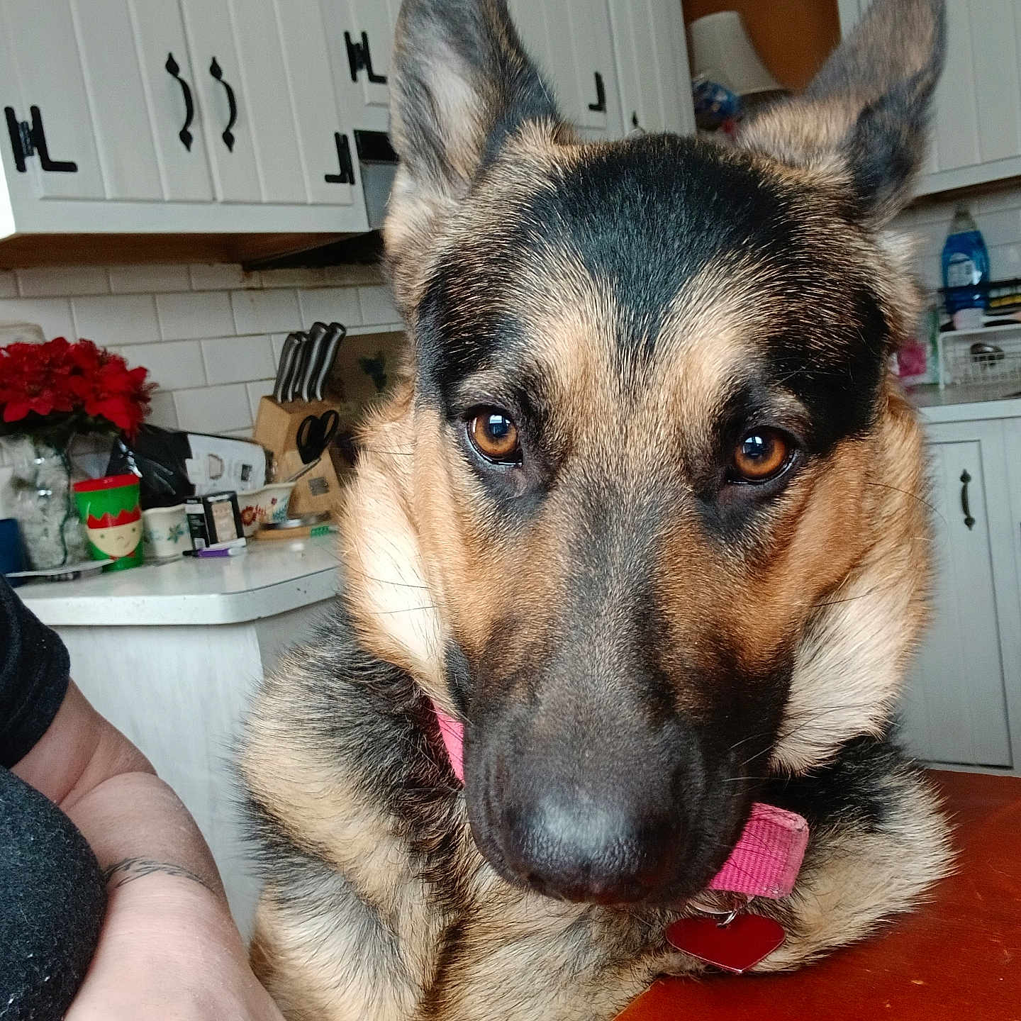 Nala is registered to the contest to win money with this photo: animal, brown_eyes, cabinets, close_up, collar, dog, domestic_animal, ears, fur, german_shepherd, household_items, indoor, kitchen, person_arm, pet, pink_collar, portrait, snout, table, wooden_table