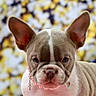 dog, puppy, french_bulldog, pet, animal, closeup, face, ears, collar, necklace, pink, cute, adorable, portrait, indoor, background_blur, fur, expression, young, mammal