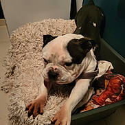 Tayko a rejoint le concours — aidez-le/la à gagner de superbes lots ! bulldog, puppy, dog, pet, bed, blanket, stretching, indoor, floor, tile, cozy, animal, fur, white, black, paw, collar, resting, cute, sleepy