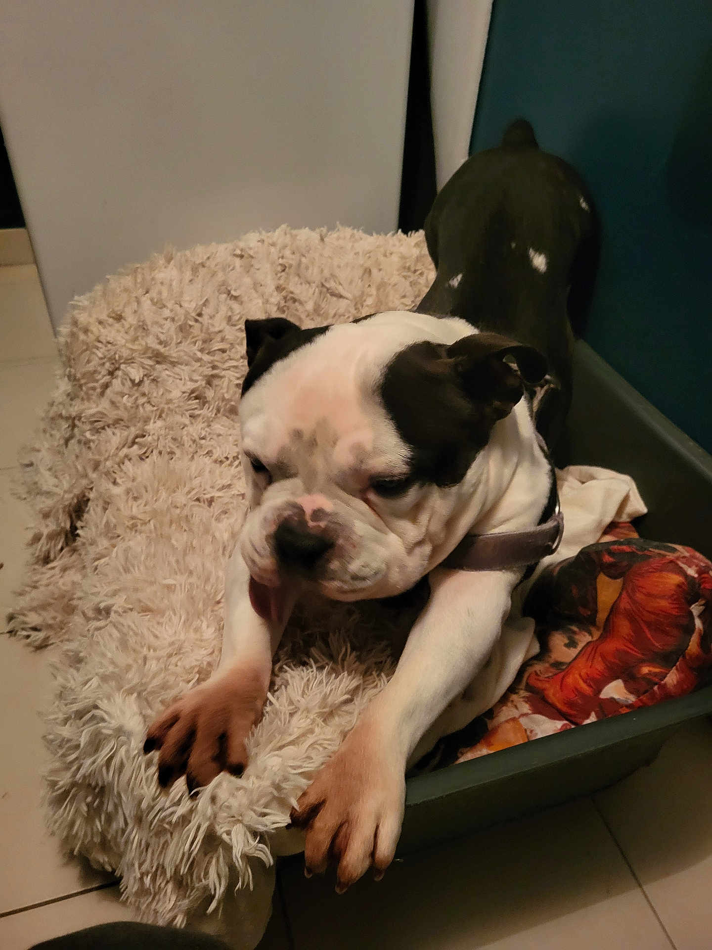 Tayko a rejoint le concours — aidez-le/la à gagner de superbes lots ! bulldog, puppy, dog, pet, bed, blanket, stretching, indoor, floor, tile, cozy, animal, fur, white, black, paw, collar, resting, cute, sleepy