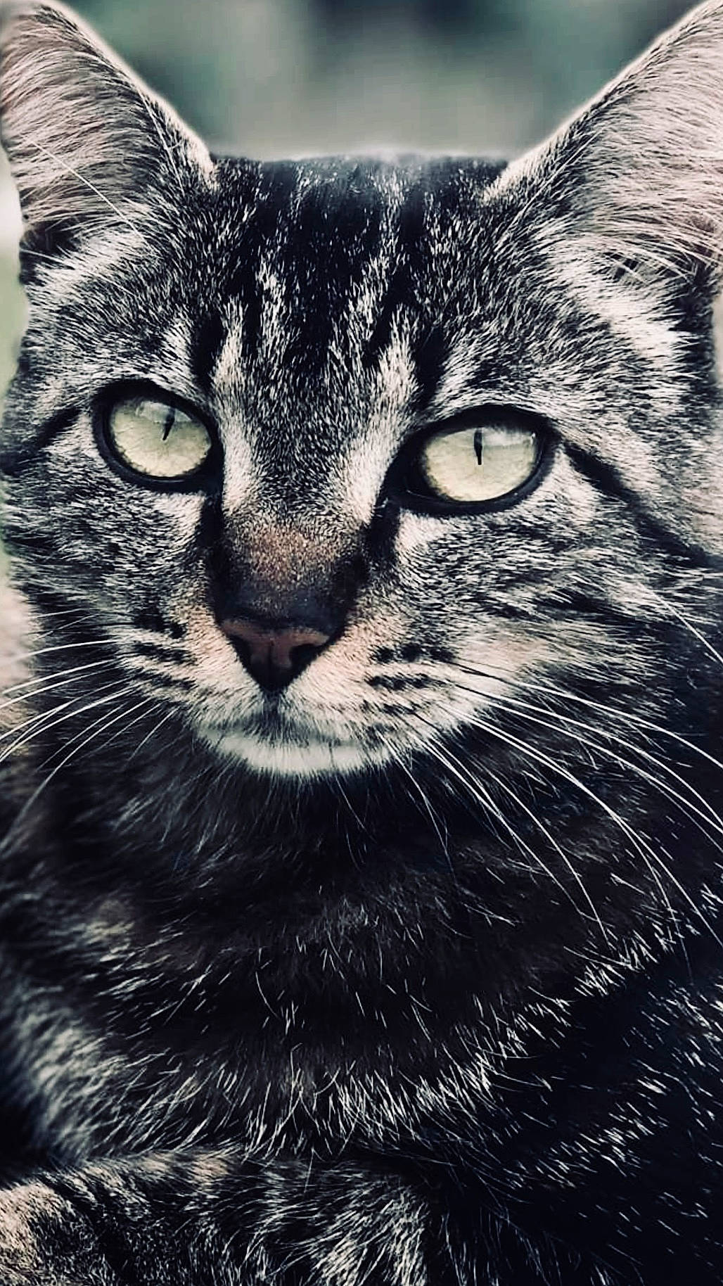 Kikoune a rejoint le concours — aidez-le/la à gagner de superbes lots ! art, carnivore, cat, close_up, domestic_short_haired_cat, felidae, fur, grass, grey, iris, monochrome, monochrome_photography, paw, small_to_medium_sized_cats, snout, stock_photography, terrestrial_animal, whiskers, wildlife, window