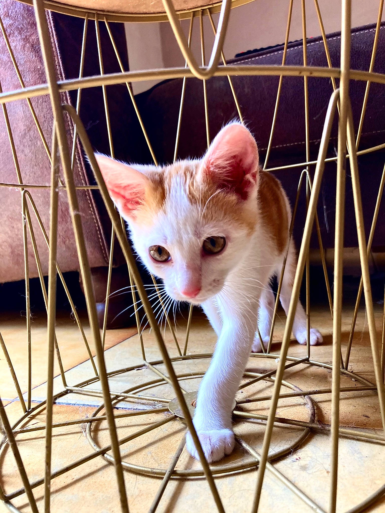 Gigi a rejoint le concours — aidez-le/la à gagner de superbes lots ! animal_shelter, carnivore, cat, domestic_short_haired_cat, fawn, felidae, fur, metal, paw, pet_supply, sitting, small_to_medium_sized_cats, snout, tail, terrestrial_animal, whiskers, wood