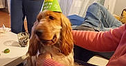 Volt participe au concours pour gagner de l'argent avec cette photo : adult, animal, canine, child, clothing, couch, cup, electronics, female, footwear, furniture, girl, hat, mobilephone, partyhat, person, pet, phone, shoe, woman