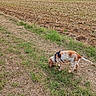 animal_photography, countryside, daylight, distant_village, dog, farmland, field, grass, harness, harvested_field, hunting_dog, landscape, nature, outdoors, pet, rural, sniffing, spaniel, standing, trees