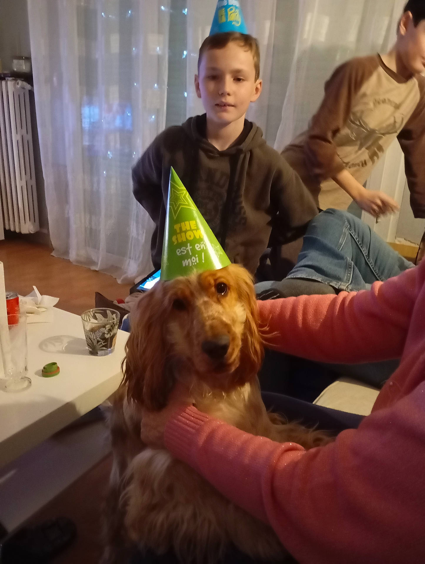 Volt a rejoint le concours — aidez-le/la à gagner de superbes lots ! animal, boy, canine, child, clothing, couch, cup, dog, electronics, furniture, hat, head, male, mobilephone, partyhat, people, person, pet, phone, teen