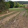 Volt a rejoint le concours — aidez-le/la à gagner de superbes lots ! agriculture, animal, autumn, countryside, crops, dirt_path, dog, farm, farmland, field, greenery, hedge, hills, landscape, outdoor, rural, trail, trees, walking, woodland