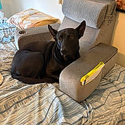 Annie is registered to the contest to win money with this photo: armchair, bed, bedding, black_dog, blanket, chair, comfortable, cozy, dog, domestic, dreamcatcher, furniture, indoor, notebook, pet, picture_frame, resting, room, striped, wall