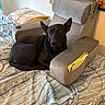 armchair, bed, bedding, black_dog, blanket, chair, comfortable, cozy, dog, domestic, dreamcatcher, furniture, indoor, notebook, pet, picture_frame, resting, room, striped, wall