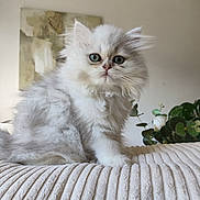 Beauty participe au concours pour gagner de l'argent avec cette photo : kitten, cat, fluffy, white, gray, green_eyes, pet, cute, indoor, blanket, soft_texture, plant, leafy, curious, sitting, portrait, young_animal, feline, domestic_cat, cozy
