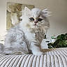 kitten, cat, fluffy, white, gray, green_eyes, pet, cute, indoor, blanket, soft_texture, plant, leafy, curious, sitting, portrait, young_animal, feline, domestic_cat, cozy