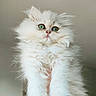Beauty participe au concours pour gagner de l'argent avec cette photo : kitten, cat, fluffy, white, green_eyes, pet, cute, animal, feline, portrait, closeup, soft, fur, young, domestic, indoor, hand, adorable, curious, innocent