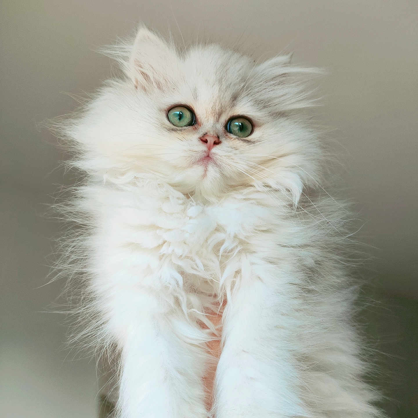 Beauty participe au concours pour gagner de l'argent avec cette photo : kitten, cat, fluffy, white, green_eyes, pet, cute, animal, feline, portrait, closeup, soft, fur, young, domestic, indoor, hand, adorable, curious, innocent
